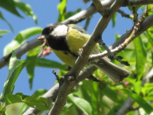 1 Mésange charbonnière-ABL