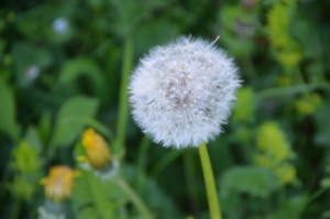 12 Pissenlit (1)