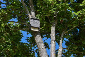 15. Nichoir Chauve souris CC