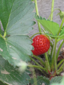 16. Fraises ABL(3)