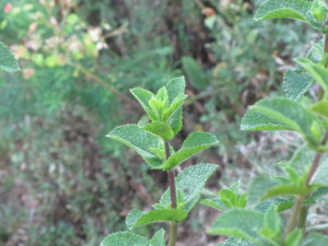 16. Menthe ABL (2)