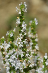 16. SarrietteABL