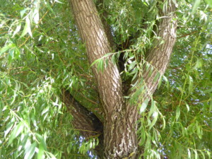 18. Saule ABL(3)