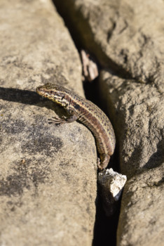 19. LézardCC Lezard