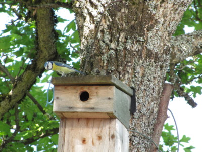 Mésange bleue