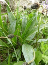 22. Plantain ABL(2) 22. Plantain ABL(2)