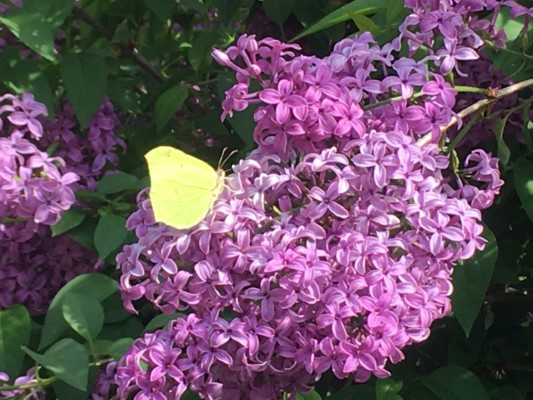 24. Citron-ABL