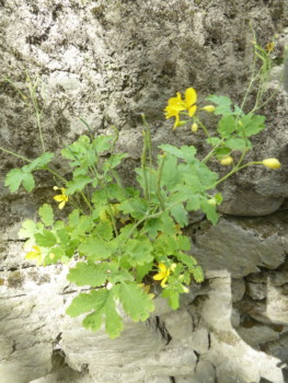 25. Chélidoine ABL(10)