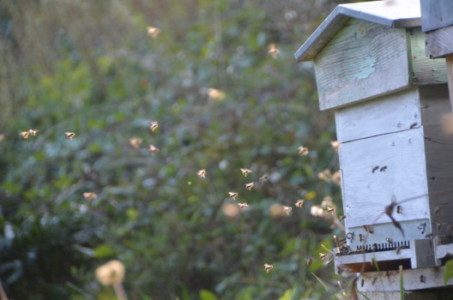 27 Abeilles et ruche ABL(6)