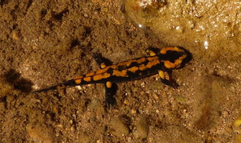 28. Salamandre JJP 28. Salamandre JJP