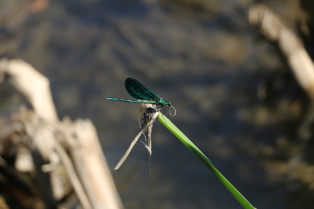 30. Demoiselle Caloptéryx 67 JJP