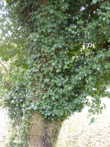 4.LierreABL
