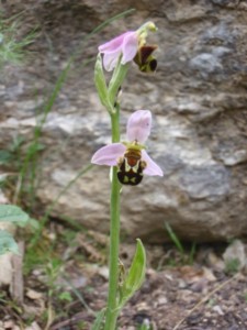 9. Ophrys abeille Ophrys apifera ABL (7)