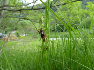 9.Ophrys mouche ABL(2)