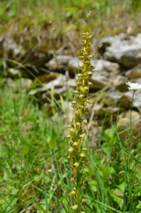 9.Orchis Homme pendu ABL(3)