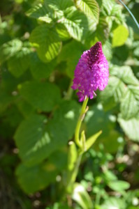 9.Orchis pyramidal ABL