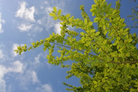 leaf-charm-gb9193e034_640