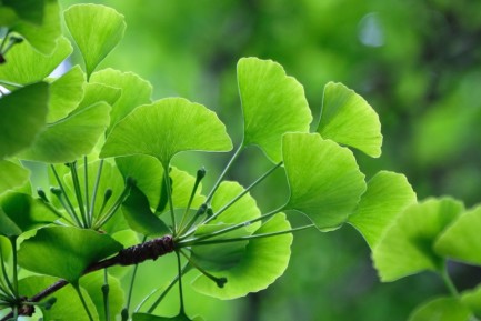 Ginko Biloba Ginko Biloba