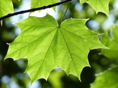 maple-g25c82f807_640