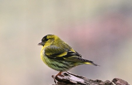 siskin-7097527_1280