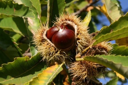 chestnut