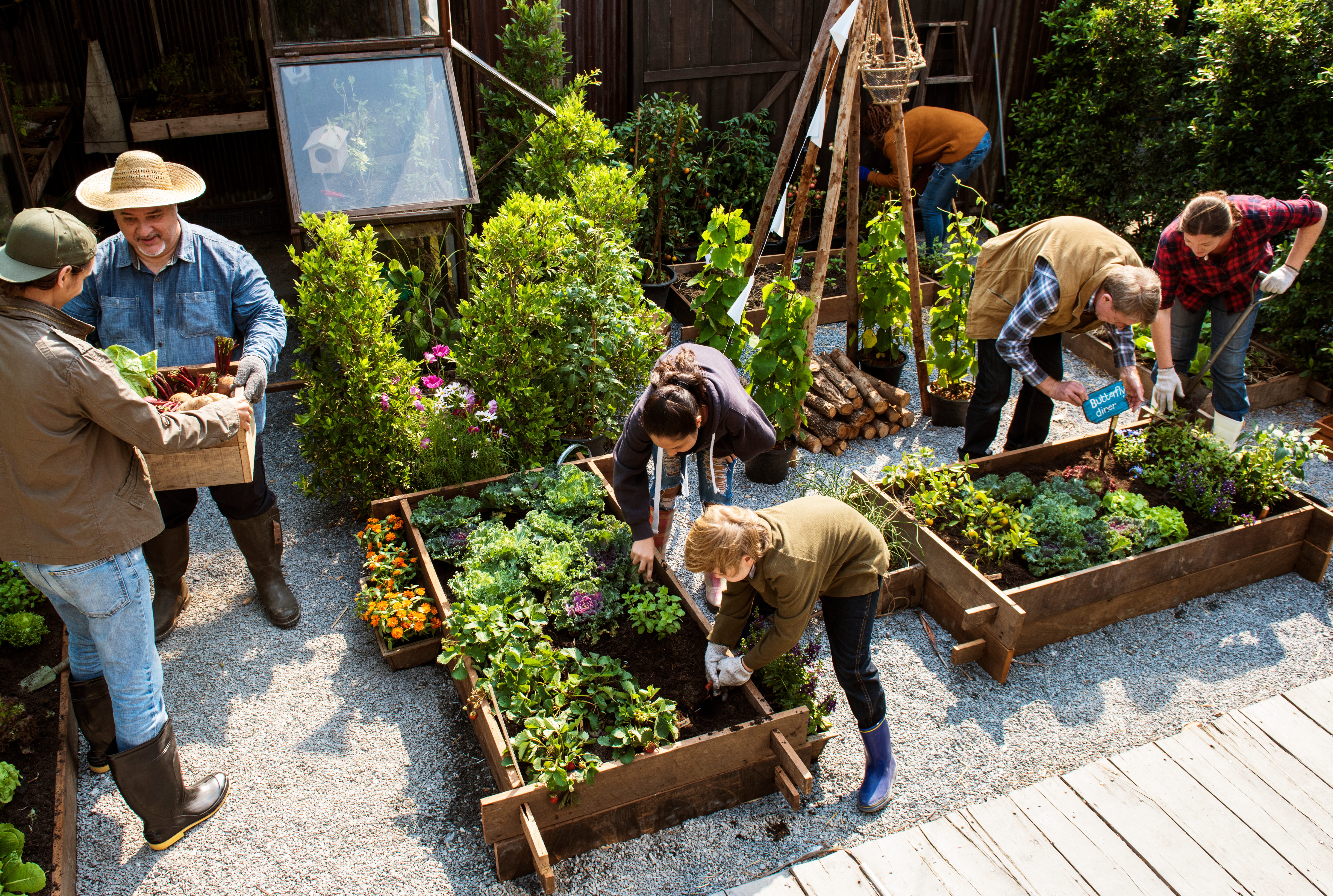 Group of people planting vegetables in greenhouse Group of people planting vegetable in greenhouse