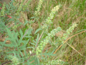 9.-AmbroisieABL-4-1200x900